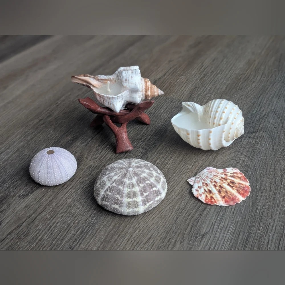Candles Coastal Shell Set (2), Scallop Shell, Sea Urchins & Wooden Stand - Picture 3 of 7